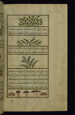 Coriander, a Plant Called Kakrasah (?), Cumin, and Mushrooms