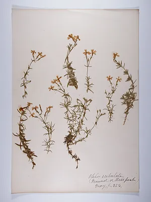 Phlox subulata