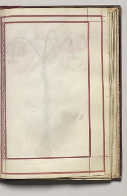 Border, folio 32 (recto), from Florilegium (A Book of Flower Studies)