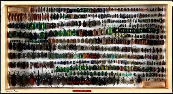 Coleoptera