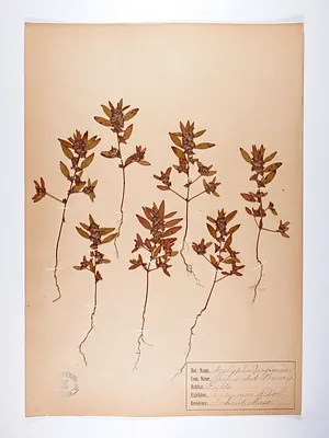 Acalypha virginica