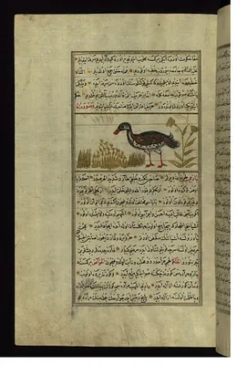 A Duck