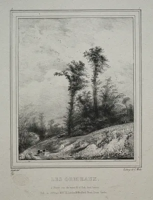 Landscapes:  Young Elm Trees