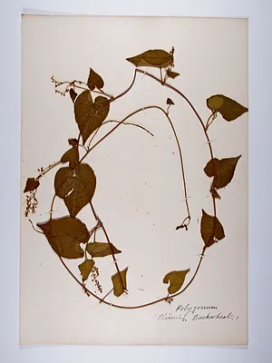 Polygonum scandens