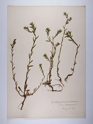 Buglossoides arvensis, Lithospermum arvense