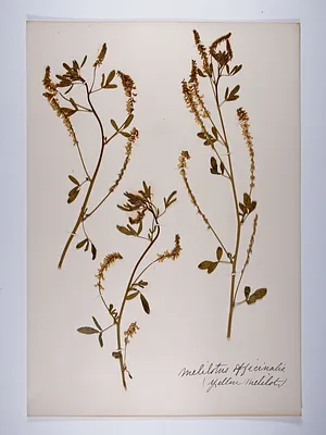 Melilotus officinalis