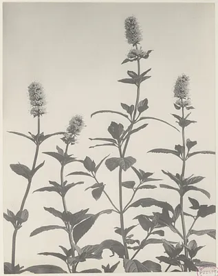 180. Mentha piperita, peppermint