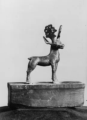 Stag
