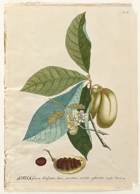 Plantae Selectae:  No. 5 - Anona