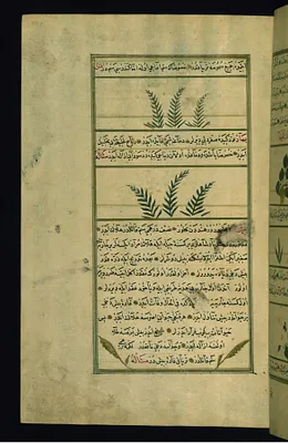 A Plant Called Bavadis and a Plant Called Bahar