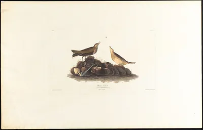 Brown titlark