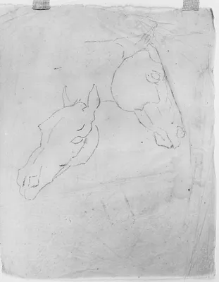 Head of Two Horses
