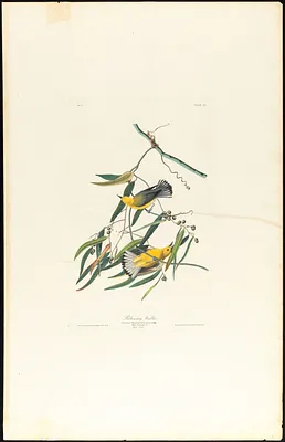 Prothonotary warbler