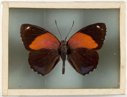 Catagranirna tolima (Columbia, S. A.)