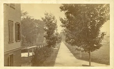 Maple Walk
