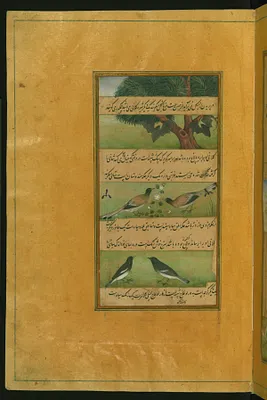 Birds of Hindustan: Bats and Ducks