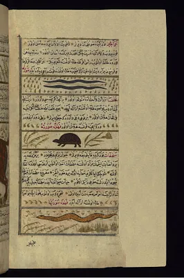 Earthworms, a Beetle, and a Snake