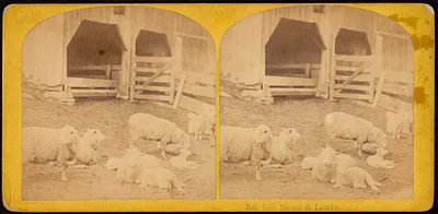 Sheep & lambs