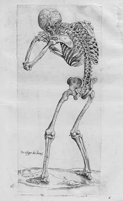 Anatomia Deudsch