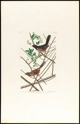 Towhe bunting