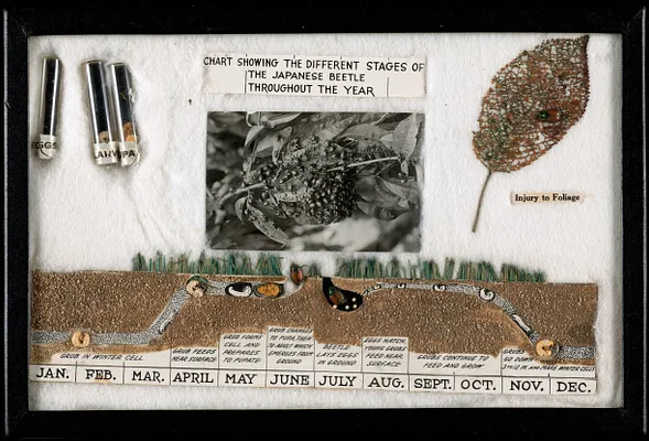 Chart showing the different stages of the Japanese beetle throughout the year