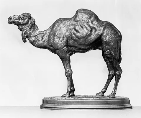 Algerian Dromedary