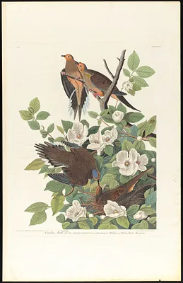 Carolina turtle dove