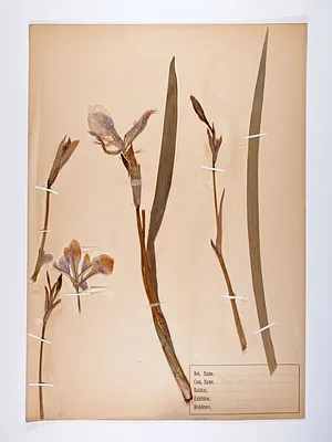 Iris versicolor