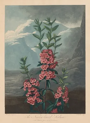 The Temple of Flora, or Garden of Nature:  The Narrow-leaved Kalmia, Mountain Laurel