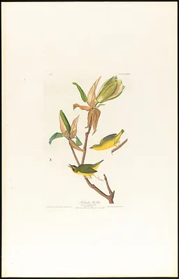 Kentucky warbler