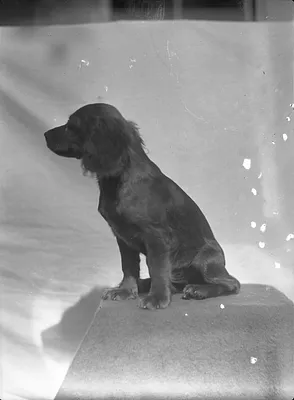 Photograph of Spaniel dog on Pedestal