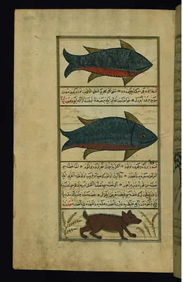 An Animal Called Fatus, Another Called Qanta, and a Beaver