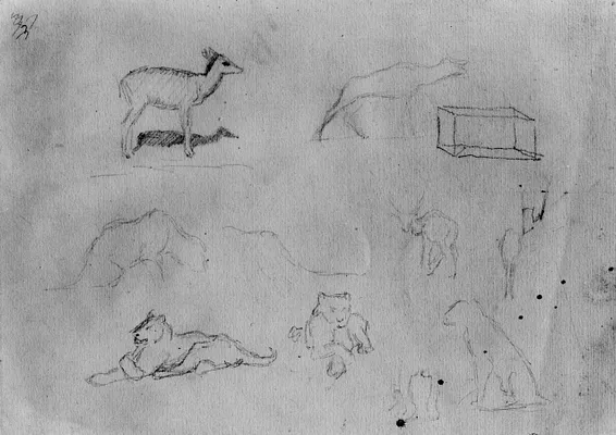 Sketches of Deer and Big Cats