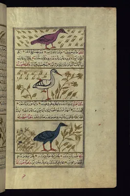 An Indian Owl, a Stork, and a Heron