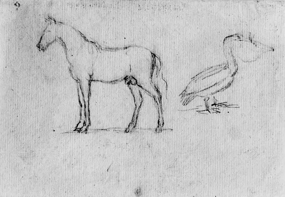 Sketch of Horse and a Pelican