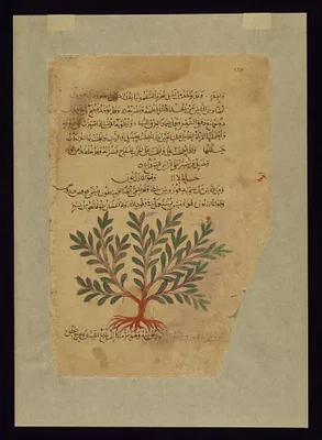 Mezereon (Spurge-olive)