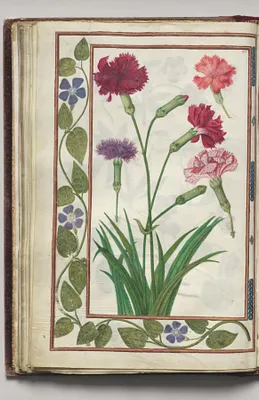 Dianthus with Periwinkle Border, folio 21 (verso), from Florilegium (A Book of Flower Studies)