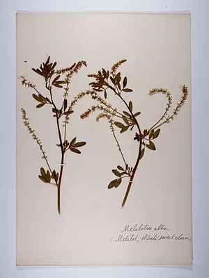 Melilotus albus