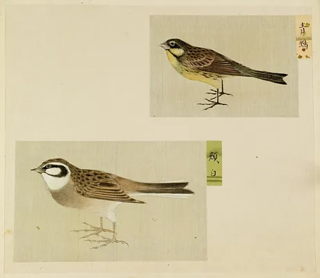 Leaf from Album Depicting Small Birds