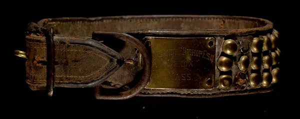 Dog collar leather brass plate reads Cortland F. Bishop Esq Lenox MA