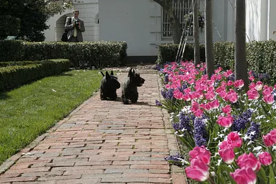 Barney and Miss Beazley Walk in the East Garden