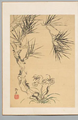 Pine Tree and Fungus