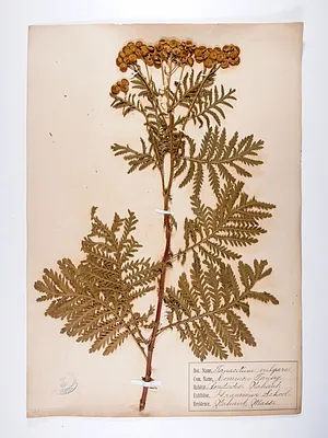Tanacetum vulgare