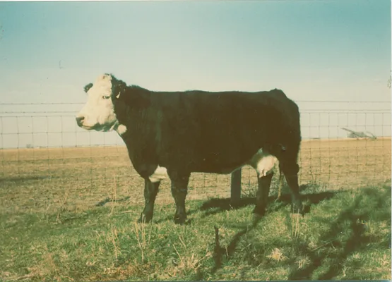 Black and White Cow in Field, Albia, United States, 1987