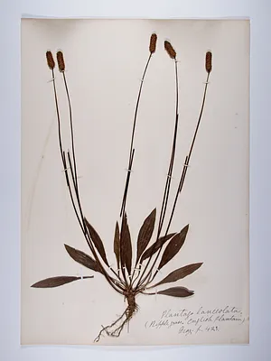 Plantago lanceolata