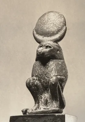 Monkey or Baboon