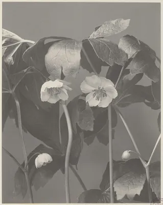 22. Podophyllum peltatum, mandrake, may-apple