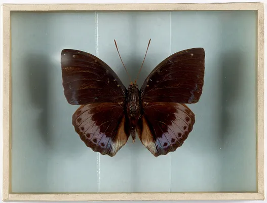 Symphaedra dirtea (India)