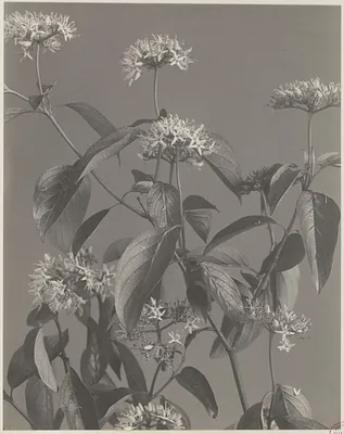 43. Cornus amomum, silky cornel, kinnikinnik