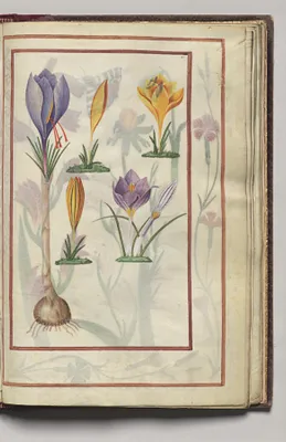 Crocus, folio 34 (recto), from Florilegium (A Book of Flower Studies)